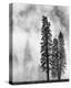 Yosemite Misty Pines Black and White-Danny Burk-Stretched Canvas