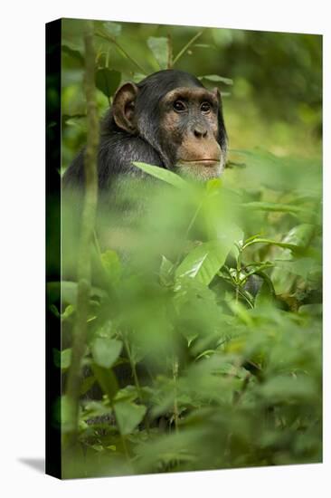 Young adult male chimpanzee in Africa, Uganda, Kibale National Park-Kristin Mosher-Premier Image Canvas