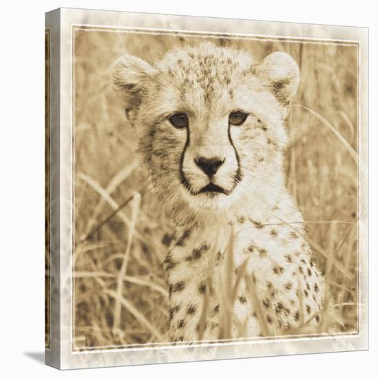 Young Africa Cheetah-Susann Parker-Premier Image Canvas