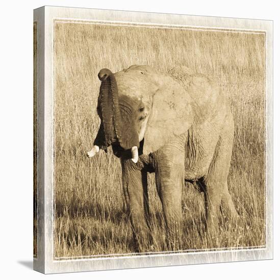 Young Africa Elephant-Susann Parker-Premier Image Canvas