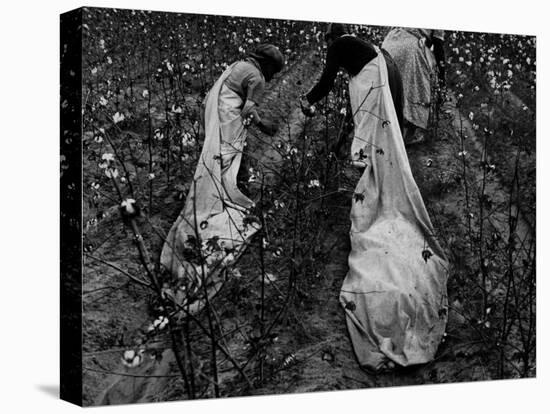 Young African American Cotton Pickers Standing in the Cotton Field with their Sacks-Ben Shahn-Premier Image Canvas