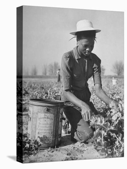 Young African American Sharecropper Woman Picking Peas in a Field on Farm-Andreas Feininger-Premier Image Canvas