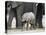 Young African Elephant, Loxodonta Africana, with Adult Group, Etosha National Park, Namibia, Africa-Ann & Steve Toon-Premier Image Canvas