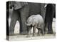 Young African Elephant, Loxodonta Africana, with Adult Group, Etosha National Park, Namibia, Africa-Ann & Steve Toon-Premier Image Canvas