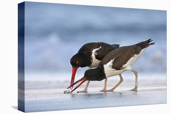 Young American Oystercatcher (Haematopus Palliatus) Snatching Food from Adult on the Shoreline-Mateusz Piesiak-Premier Image Canvas