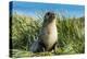 Young Antarctic fur seal (Arctocephalus gazella), Prion Island, South Georgia, Antarctica, Polar Re-Michael Runkel-Premier Image Canvas