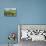 Young Antarctic fur seal (Arctocephalus gazella), Prion Island, South Georgia, Antarctica, Polar Re-Michael Runkel-Premier Image Canvas displayed on a wall