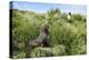 Young Antarctic fur seal (Arctocephalus gazella), Prion Island, South Georgia, Antarctica, Polar Re-Michael Runkel-Premier Image Canvas