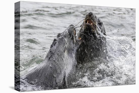 Young Antarctic Fur Seals (Arctocephalus Gazella) Mock Fighting in Grytviken Harbor, South Georgia-Michael Nolan-Premier Image Canvas