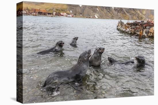 Young Antarctic Fur Seals (Arctocephalus Gazella) Mock Fighting in Grytviken Harbor, South Georgia-Michael Nolan-Premier Image Canvas