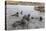 Young Antarctic Fur Seals (Arctocephalus Gazella) Mock Fighting in Grytviken Harbor, South Georgia-Michael Nolan-Premier Image Canvas