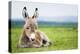 Young Baby Donkey-miskokordic-Premier Image Canvas