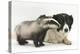 Young Badger (Meles Meles) and Black-And-White Border Collie-Mark Taylor-Premier Image Canvas