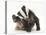 Young Badger (Meles Meles) Scratching Himself-Mark Taylor-Premier Image Canvas