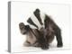 Young Badger (Meles Meles) Scratching Himself-Mark Taylor-Premier Image Canvas