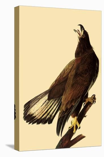 Young Bald Eagle-John James Audubon-Premier Image Canvas