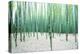 Young Bamboo Forest, with Some New Bamboo Shoots-landio-Premier Image Canvas