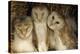 Young Barn Owls-Duncan Shaw-Premier Image Canvas