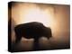 Young Bison, Getting Warmth from Steaming Geyser, Yellowstone, USA-Pete Cairns-Premier Image Canvas