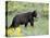 Young Black Bear Among Arrowleaf Balsam Root, Animals of Montana, Bozeman, Montana, USA-James Hager-Premier Image Canvas