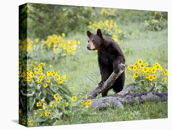 Young Black Bear Among Arrowleaf Balsam Root, Animals of Montana, Bozeman, Montana, USA-James Hager-Premier Image Canvas