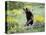 Young Black Bear Among Arrowleaf Balsam Root, Animals of Montana, Bozeman, Montana, USA-James Hager-Premier Image Canvas