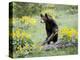 Young Black Bear Among Arrowleaf Balsam Root, Animals of Montana, Bozeman, Montana, USA-James Hager-Premier Image Canvas
