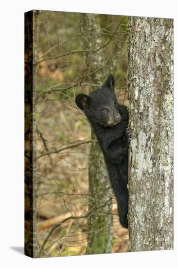 Young black bear cub, Ursus americanus, Cades Cove, Great Smoky Mountains National Park, Tennessee-Adam Jones-Premier Image Canvas