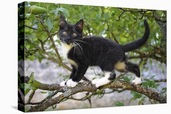 Young black domestic cat with white bib and paws, climbing tree, France-Jouan Rius-Premier Image Canvas