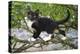 Young black domestic cat with white bib and paws, climbing tree, France-Jouan Rius-Premier Image Canvas