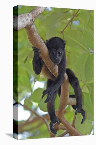 Young Black Howler Monkey (Alouatta Caraya) Looking Down from Tree, Costa Rica-Edwin Giesbers-Premier Image Canvas