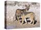 Young Blackbacked Jackals (Canis Mesomelas), Etosha National Park, Namibia, Africa-Steve & Ann Toon-Premier Image Canvas