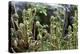 Young Bracken Shoots, Dartmoor National Park, Devon, England, United Kingdom, Europe-David Lomax-Premier Image Canvas