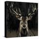 Young Buck-Liz Jardine-Stretched Canvas