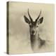 Young Buck-Lynne Douglas-Premier Image Canvas