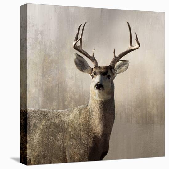 Young Buck-null-Stretched Canvas