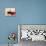 Young Bulls in the Main Square Used as the Plaza De Toros, Chinchon, Comunidad De Madrid, Spain-Marco Cristofori-Premier Image Canvas displayed on a wall