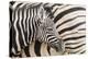 Young Burchell's zebra, nestles against its mother while they rest, Etosha National Park, Namibia.-Brenda Tharp-Premier Image Canvas