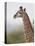 Young Cape Giraffe (Giraffa Camelopardalis Giraffa), Kruger National Park, South Africa, Africa-James Hager-Premier Image Canvas