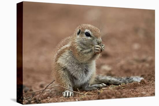 Young Cape Ground Squirrel (Xerus Inauris) Eating-James Hager-Premier Image Canvas