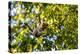 Young Capuchin Monkey hangs with his prehensile tail in the Pantanal, Brazil-James White-Premier Image Canvas