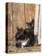 Young Cat with Mother-Andrea Haase-Premier Image Canvas