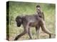 Young Chacma Baboon Riding on Adult's Back in Kruger National Park, Mpumalanga, Africa-Ann & Steve Toon-Premier Image Canvas