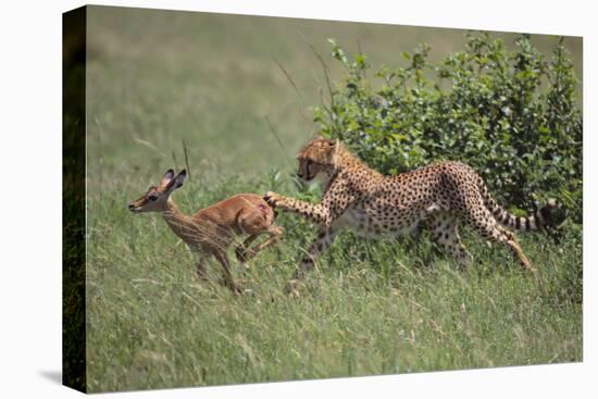 Young Cheetah Learning to Hunt-DLILLC-Premier Image Canvas