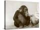 Young Chimpanzee 'Johnnie' Taking Cod-Liver Oil at London Zoo, April 1923-Frederick William Bond-Premier Image Canvas