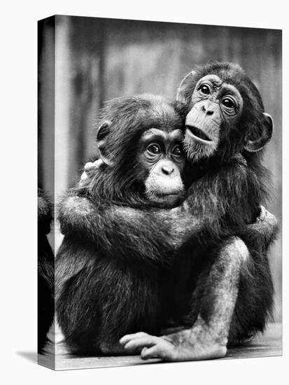 Young Chimpanzees-null-Premier Image Canvas