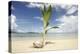 Young coconut palm tree establishing itself on an island, Fiji, Pacific-Don Mammoser-Premier Image Canvas