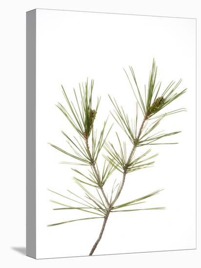 Young Cones on Twig of Aleppo Pine Tree Spain-Niall Benvie-Premier Image Canvas