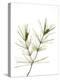 Young Cones on Twig of Aleppo Pine Tree Spain-Niall Benvie-Premier Image Canvas