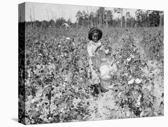Young Cotton Picker-null-Premier Image Canvas